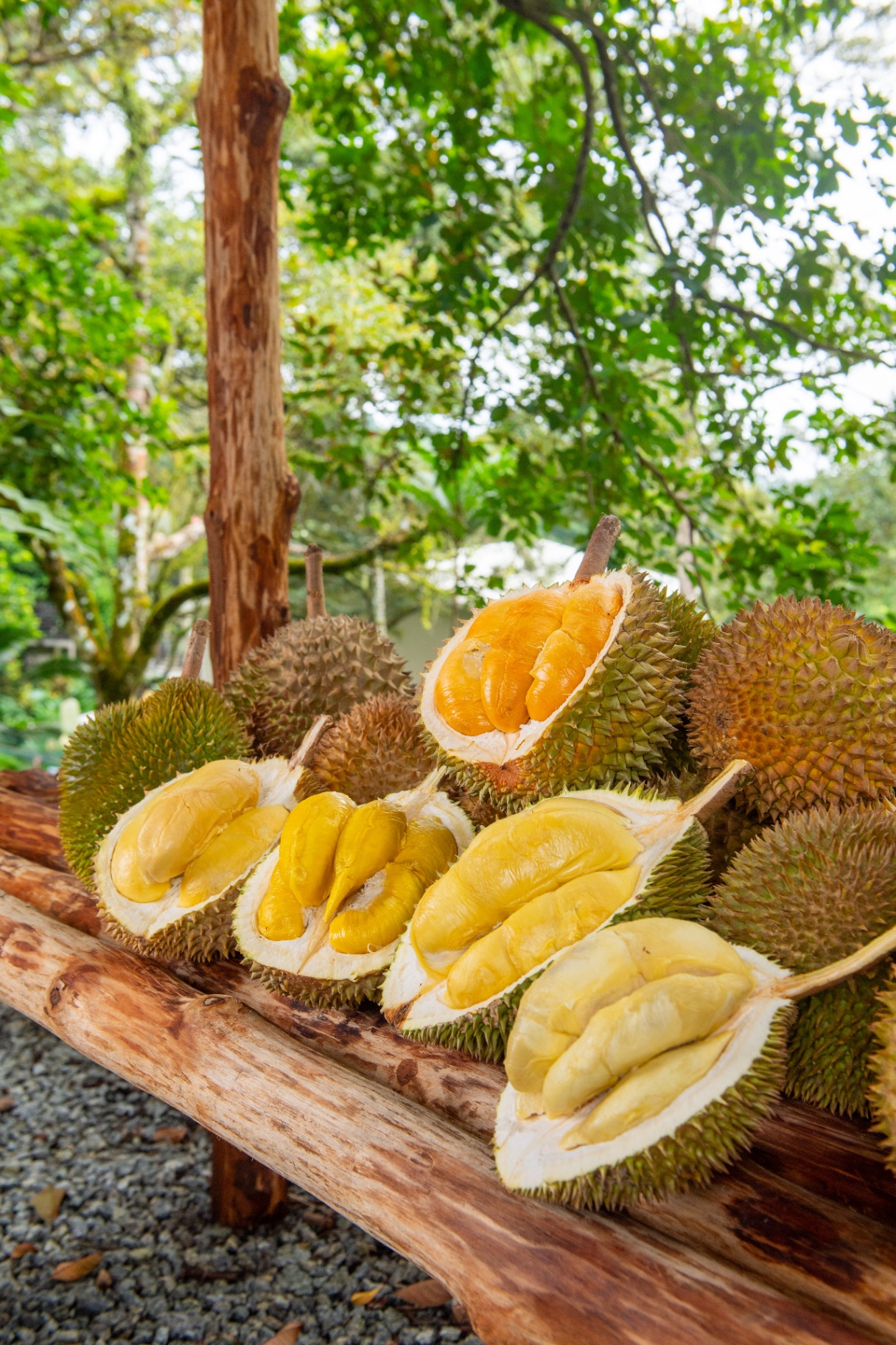 Famous Durian